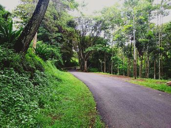 Road amidst trees in forest