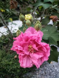 Close-up of pink flowering plant