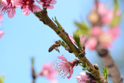 Close-up of bee on pink flowering plant