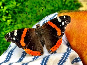 Close-up of butterfly