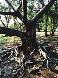 Trees in forest