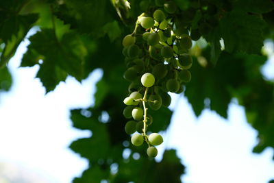 Low angle view of grapes growing on tree