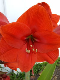 Close-up of red hibiscus blooming outdoors