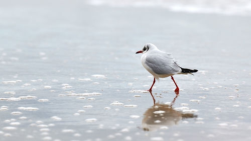 Seagull walking along sea. black-headed gull, chroicocephalus ridibundus, standing on beach by sea