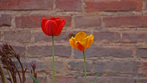 Close-up of red tulip against wall