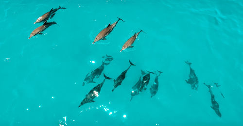 School of dolphins, zanzibar