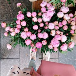 Low section of person standing by pink flowering plants