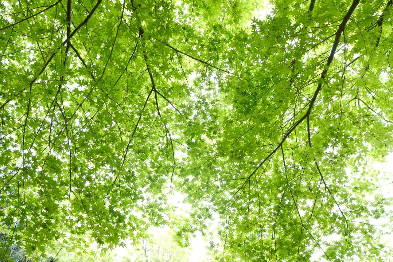 plant, tree, green, branch, low angle view, growth, sunlight, nature, beauty in nature, leaf, no people, backgrounds, day, tranquility, outdoors, lush foliage, foliage, plant part, forest, full frame, freshness, meadow, sky, flower, vegetation