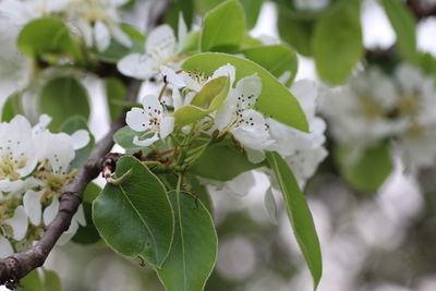 Close-up of white flowers blooming on tree