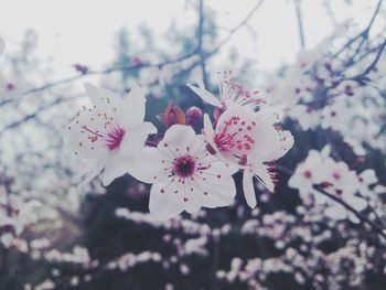 Close-up of pink flowers