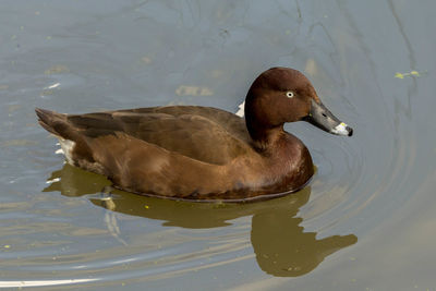 Close-up of duck swimming in lake