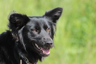 Close-up portrait of dog