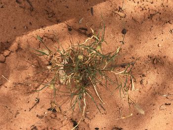 High angle view of plant on sand