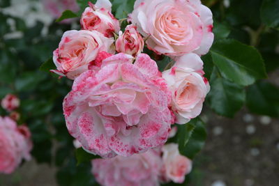 Close-up of pink roses