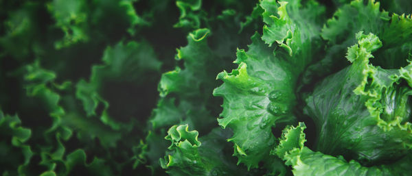 Banner with texture of organic healthy green lettuce plants