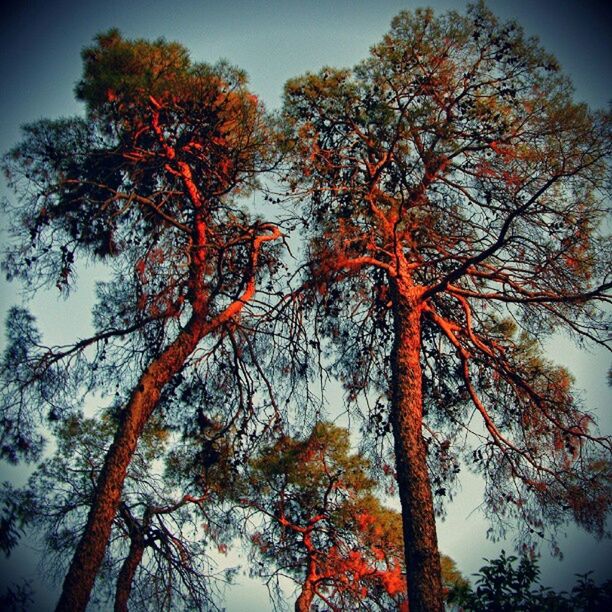 tree, branch, tranquility, autumn, low angle view, sky, beauty in nature, nature, tranquil scene, change, growth, scenics, season, red, orange color, outdoors, bare tree, no people, idyllic, clear sky