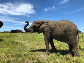 Elephant standing on grass against sky