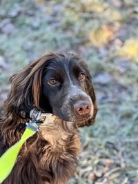 Close-up of cocker spaniel 