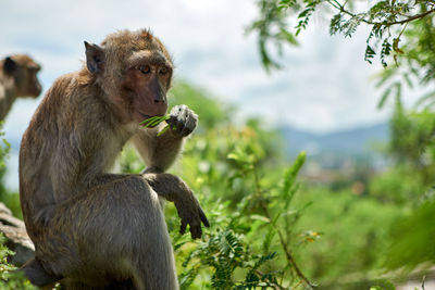 Close-up of monkey on tree against sky