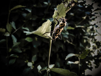 Close-up of insect on plant