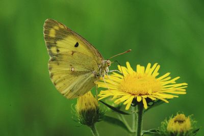 Close-up of butterfly pollinating on flower