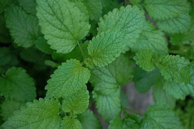 Full frame shot of leaves