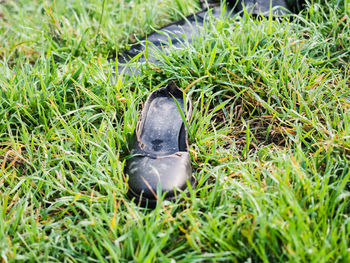 Close-up of bird on grass