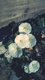 Close-up of white flowers