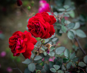 Close-up of red rose in park