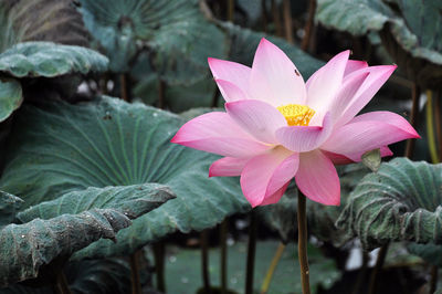 Close-up of pink lotus water lily blooming outdoors