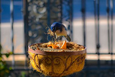 Close-up of bird making nest in flower pot