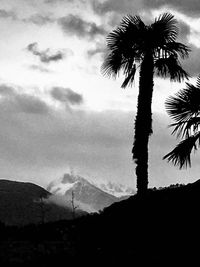 Silhouette palm trees against sky at dusk