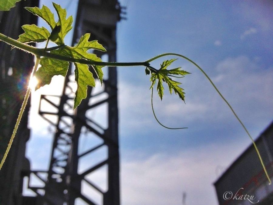 low angle view, sky, growth, built structure, focus on foreground, architecture, building exterior, close-up, nature, day, sunlight, no people, tree, outdoors, selective focus, street light, leaf, plant, lighting equipment, lens flare