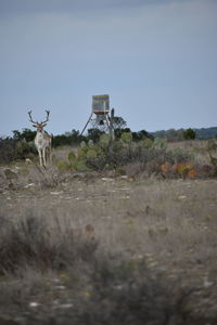 View of deer on field against sky