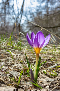 Close-up of purple crocus flower on field