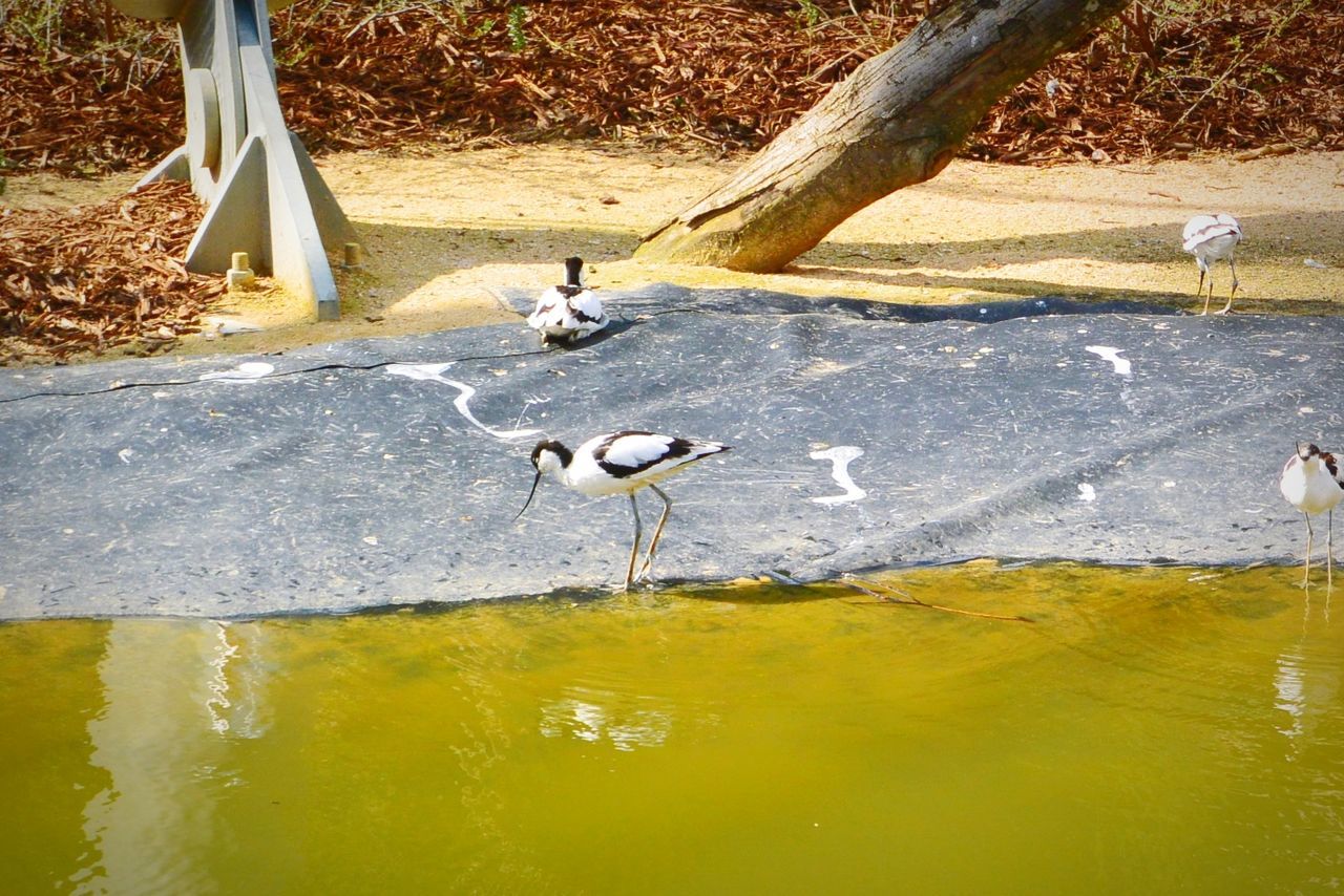 animal themes, water, animals in the wild, bird, wildlife, one animal, motion, nature, waterfront, sunlight, day, reflection, full length, outdoors, yellow, splashing, two animals, lake, side view, no people