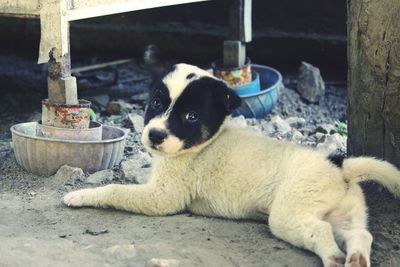 Two dogs lying on a floor