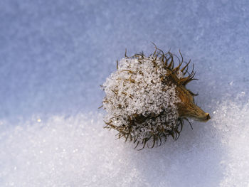 Close-up of snow on land