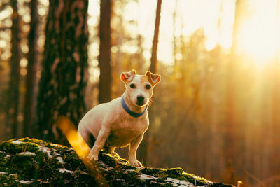 Beautiful dog jack russell walks in the autumn fores