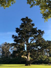 Low angle view of trees against blue sky