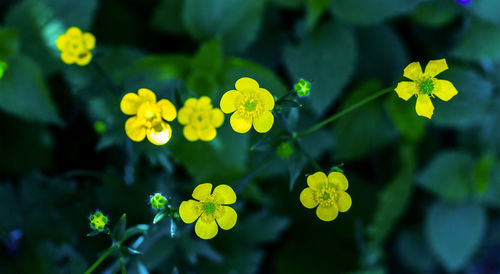 Close-up of yellow flowering plants