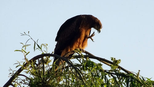 Low angle view of eagle perching on tree against sky