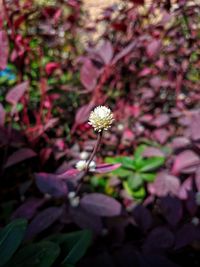 Close-up of pink flowering plant