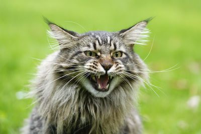 Close-up portrait of a cat