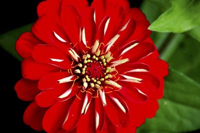 Close-up of red flower