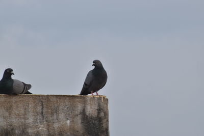 Low angle view of pigeon perching on wall