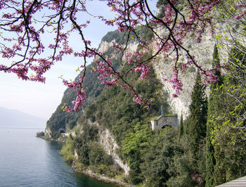 Pink flowers on tree by mountain against sky