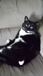 Cat resting on tiled floor