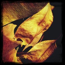 Full frame shot of leaves