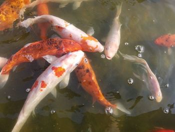 koi